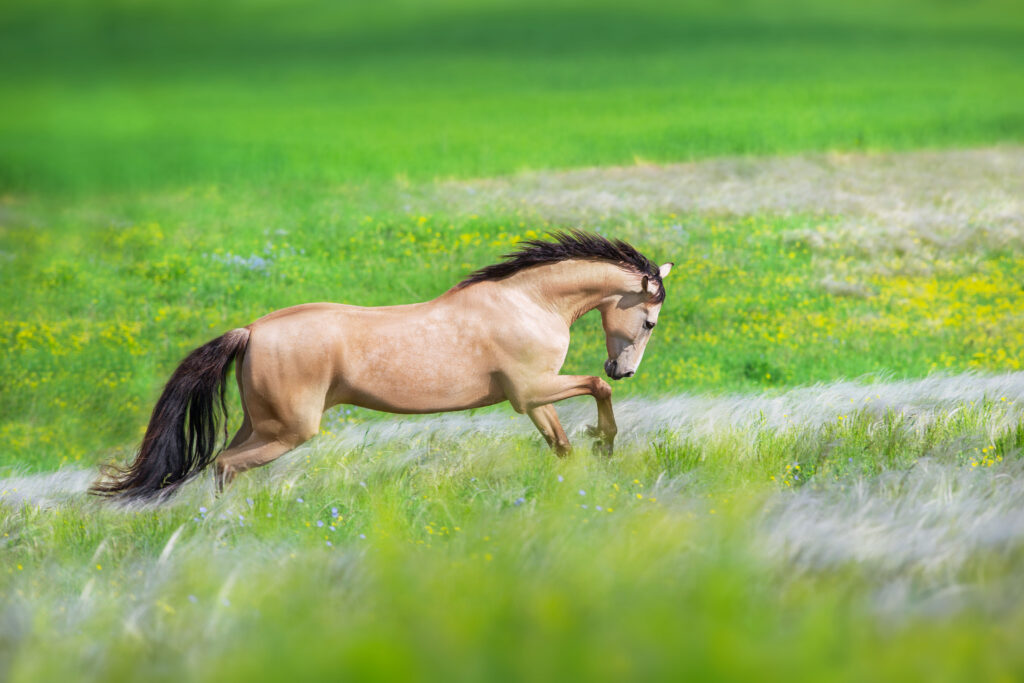 buckskin horse in meadow